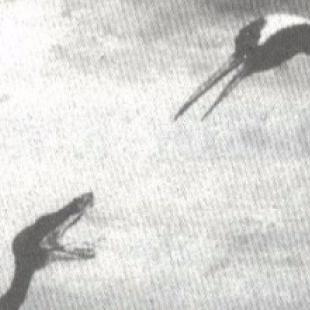 Martial Arts Clique cropped cropped crane1 1 Tim, tell me you’re in a cult without telling me you’re in a cult.