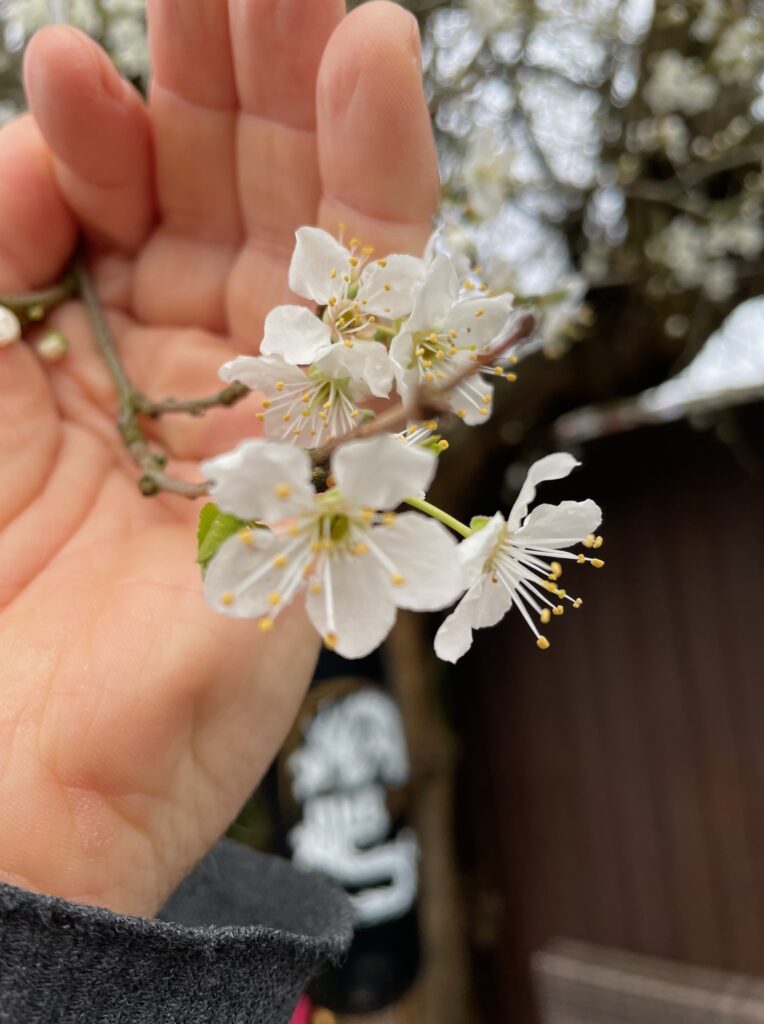 Martial Arts Clique img 1241 A simple exercise for opening and closing in Tai Chi