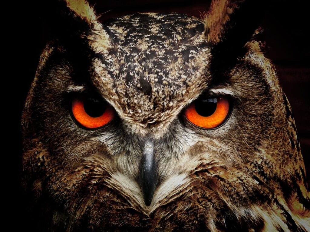 Martial Arts Clique owl bird eyes eagle owl 86596 A quick Tai Chi fix anybody can try: Tracking with the eyes
